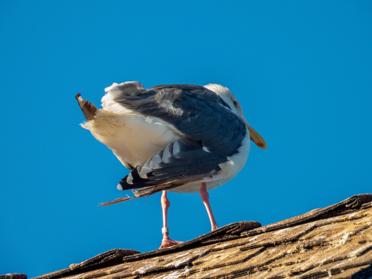 Western Gull - ML643331325
