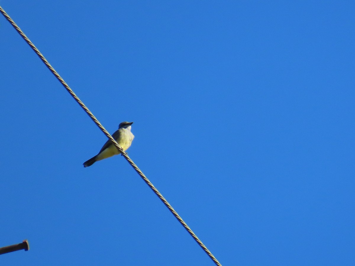 Cassin's Kingbird - ML643331330