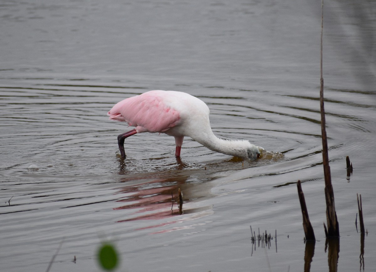 Roseate Spoonbill - ML643331331