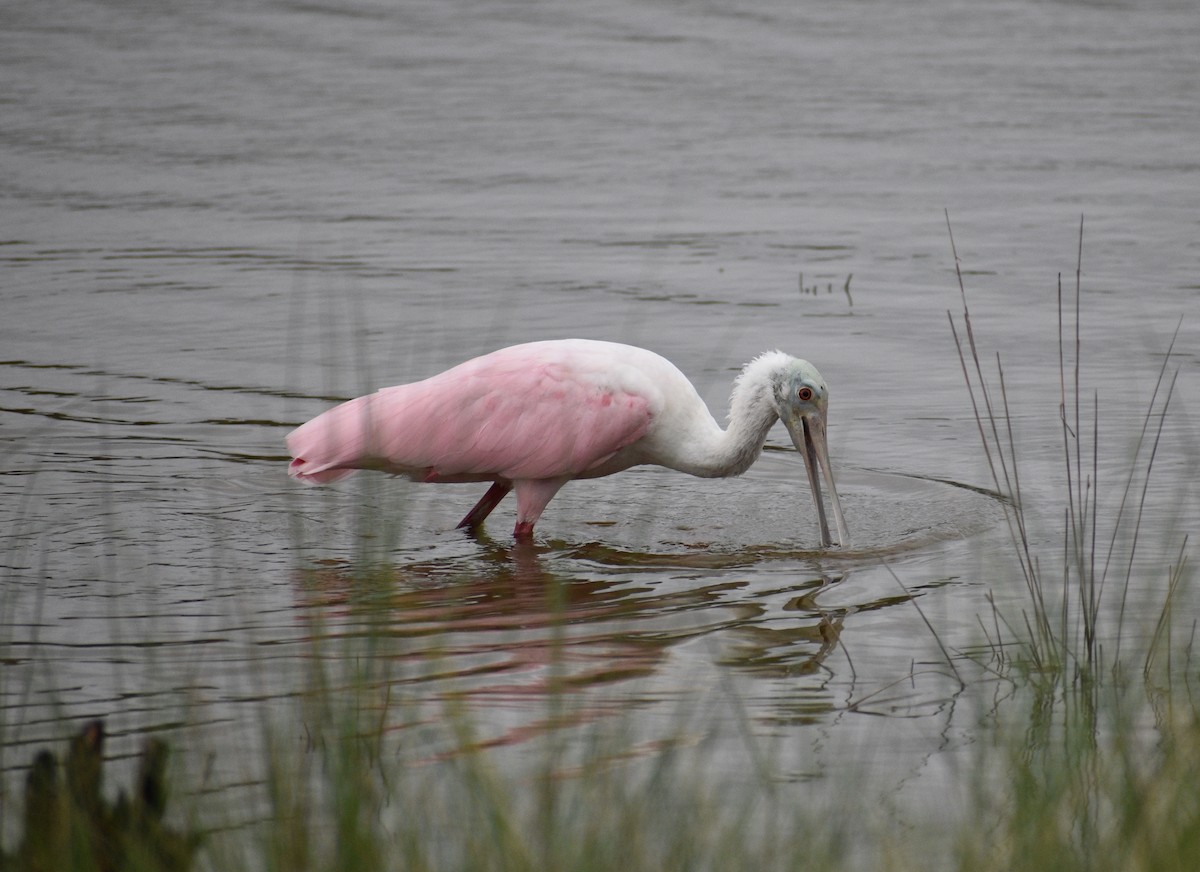 Roseate Spoonbill - ML643331332