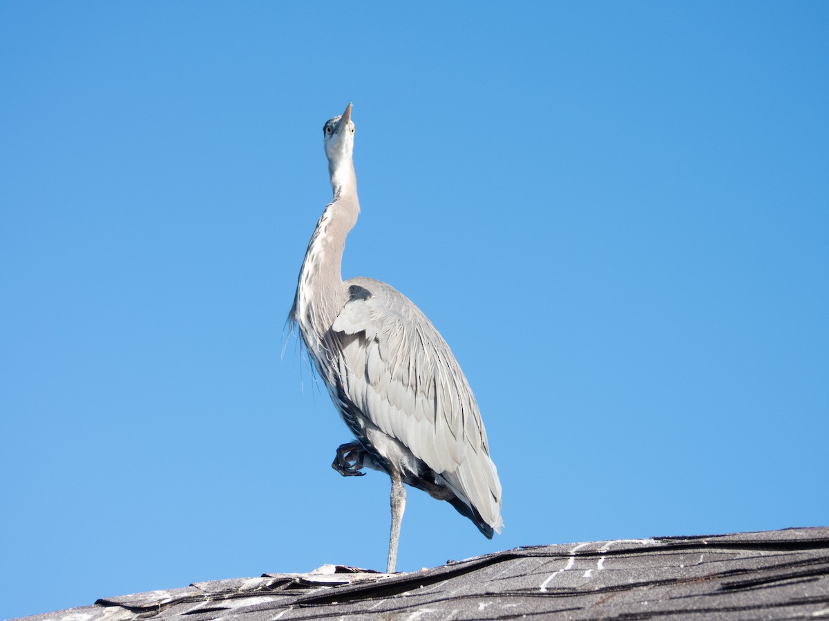 Great Blue Heron - ML643331334