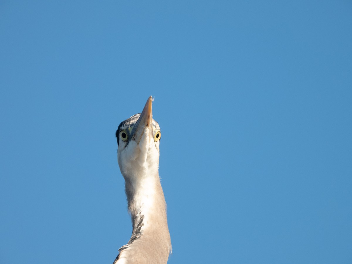 Great Blue Heron - ML643331335