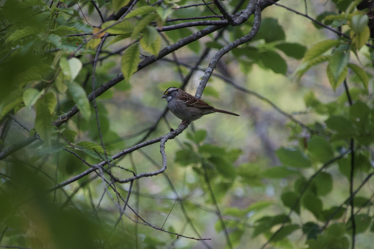 White-throated Sparrow - ML643331338