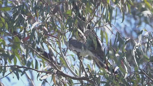 Noisy Friarbird - ML643331340