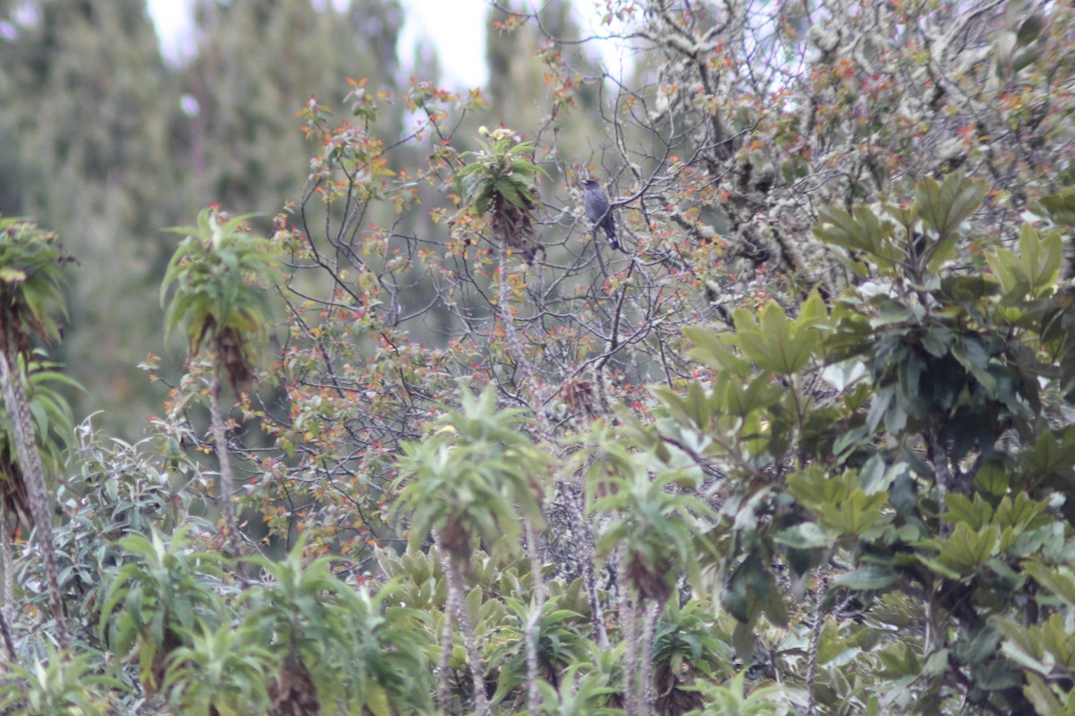 Red-crested Cotinga - ML643331343