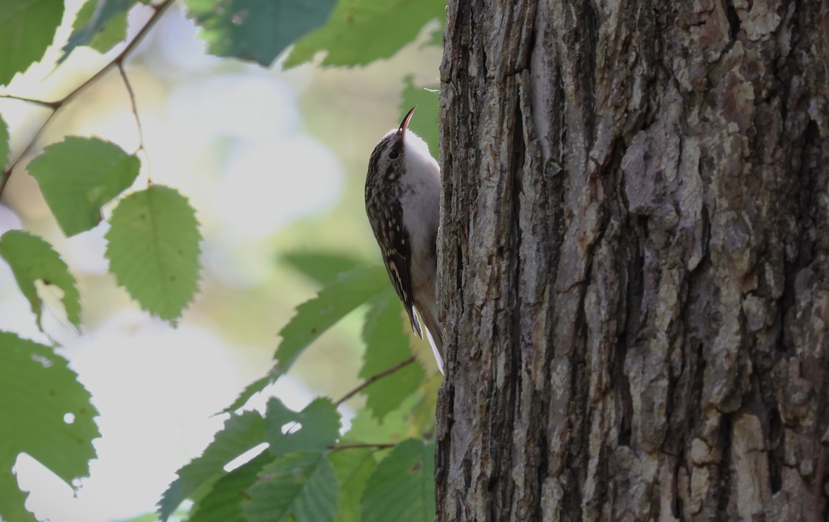 Brown Creeper - ML643331371