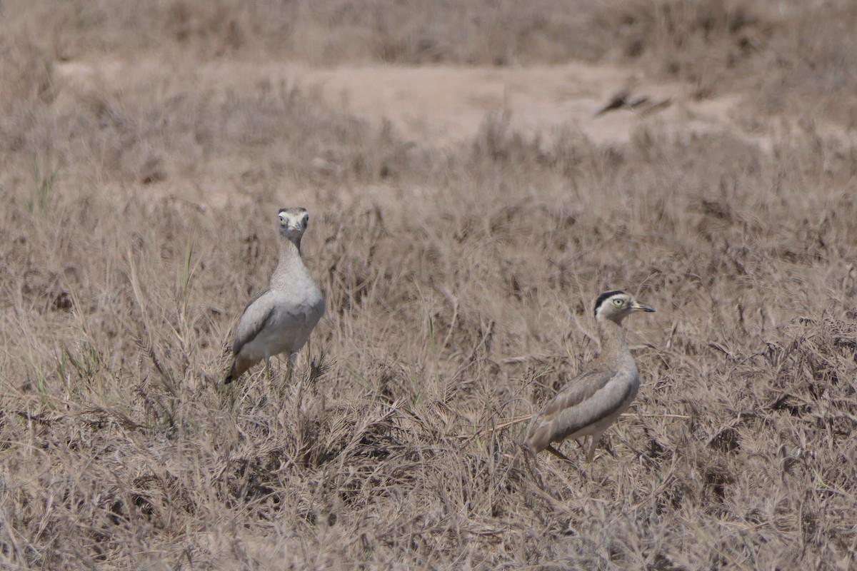Peruvian Thick-knee - ML643331375