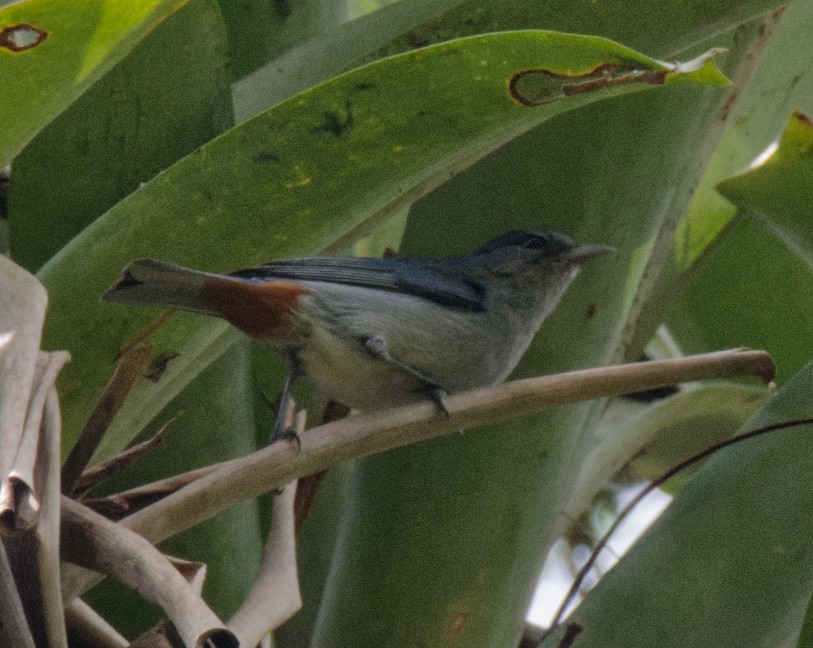 Chestnut-vented Conebill - ML643331377