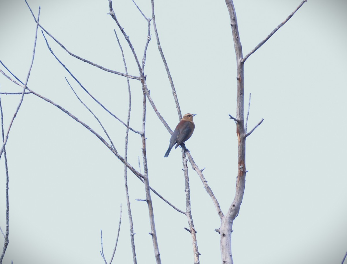 Rusty Blackbird - ML643331378