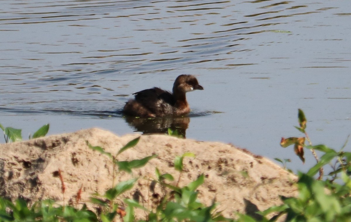 Pied-billed Grebe - ML643331380