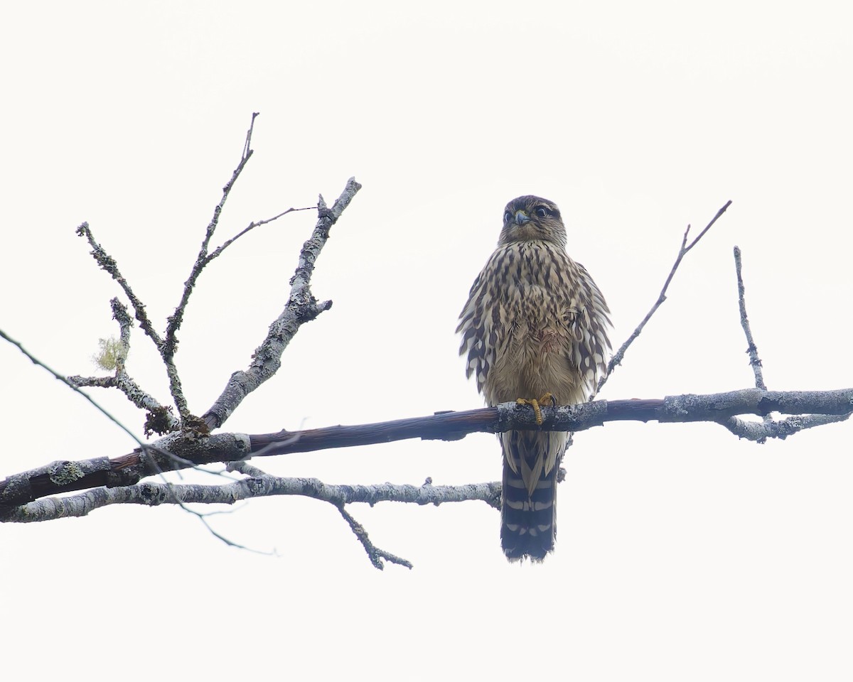 Merlin - ML643331383