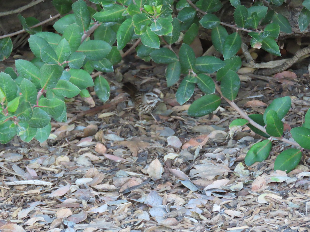 Song Sparrow - ML643331384