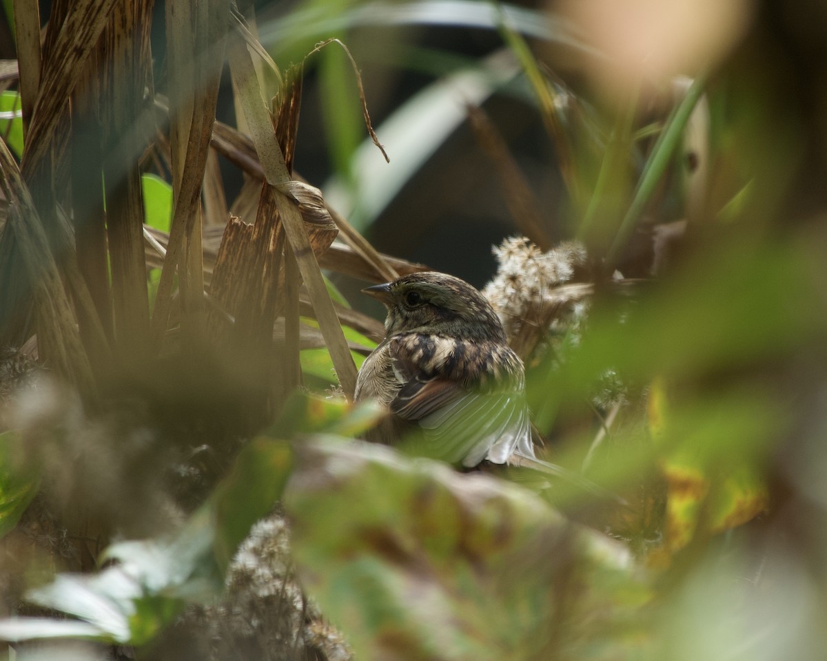 Swamp Sparrow - ML643331387