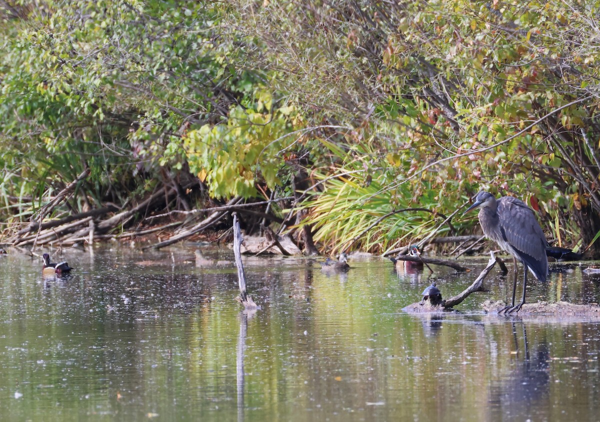Great Blue Heron - ML643331388
