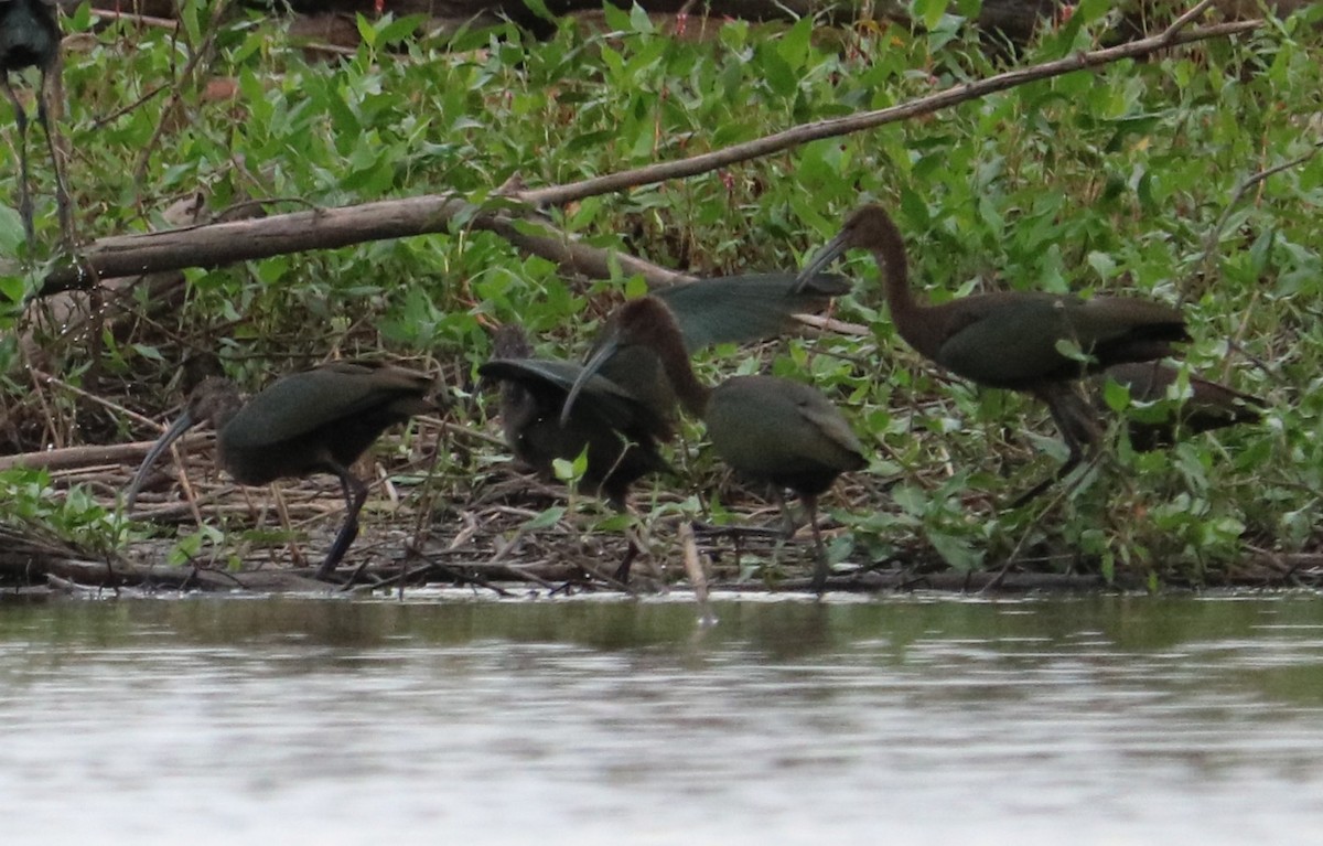 White-faced Ibis - ML643331389