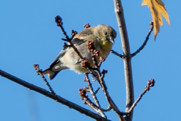 American Goldfinch - ML643331390