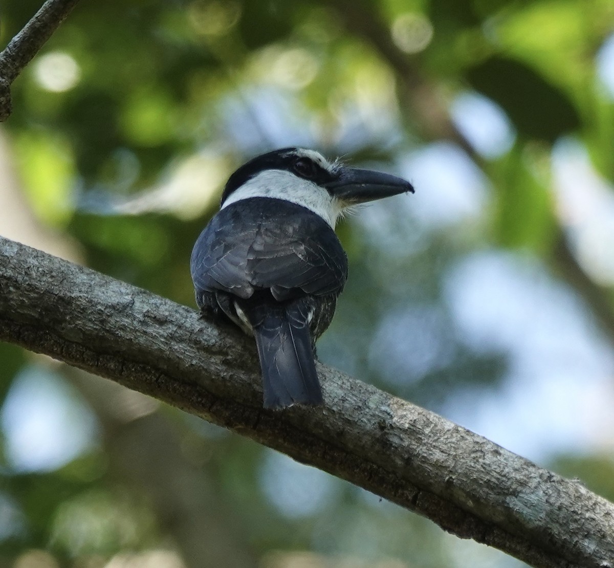 White-necked Puffbird - ML643331396