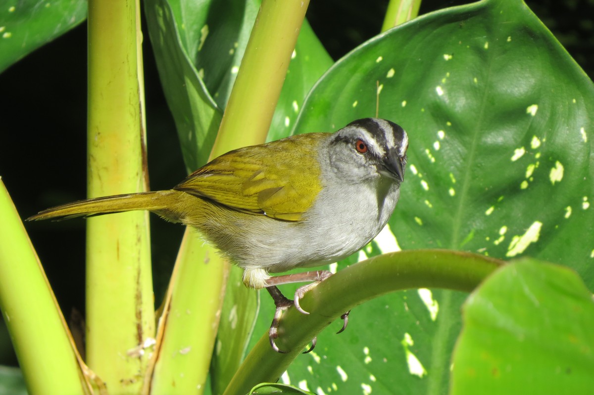 Black-striped Sparrow - ML643331397