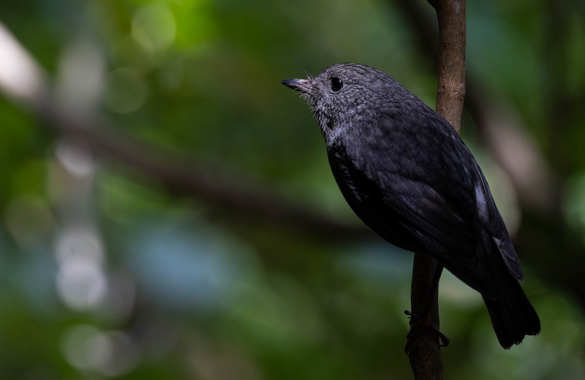 North Island Robin - ML643331398