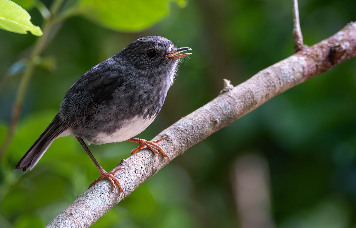 North Island Robin - ML643331399