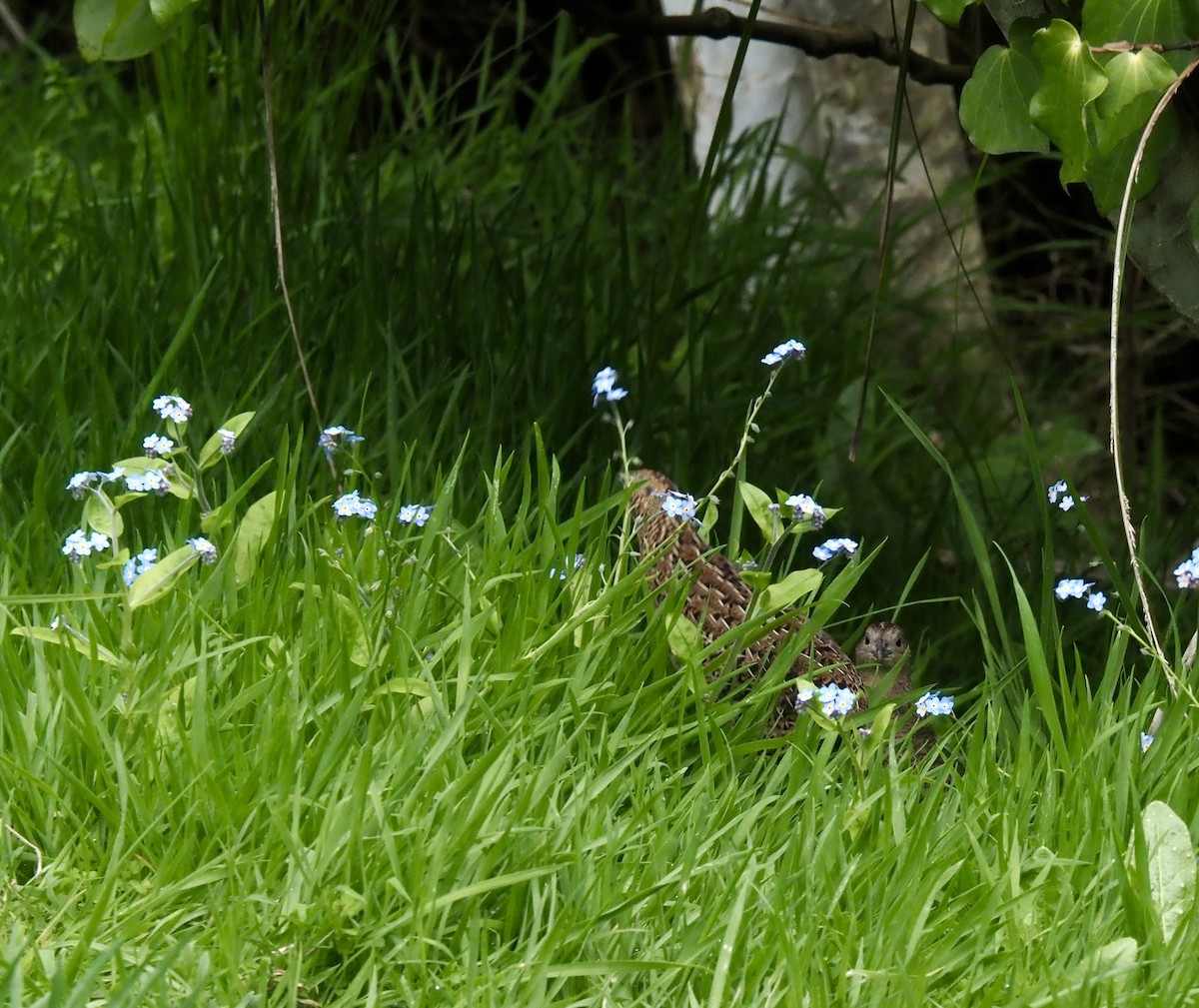 Brown Quail - ML643331400