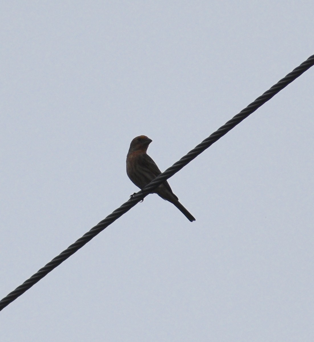 House Finch - ML643331403