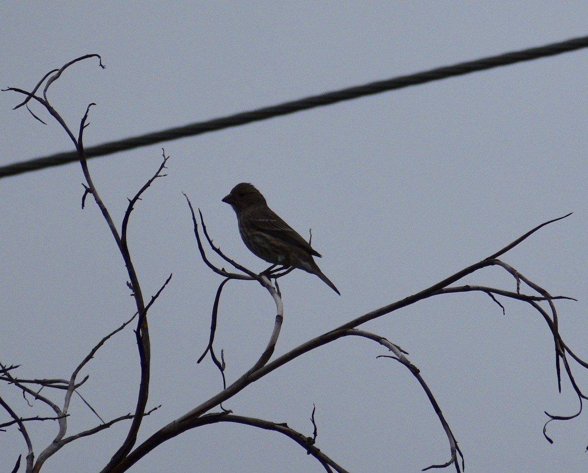 House Finch - ML643331404