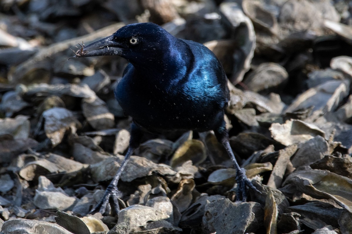 Boat-tailed Grackle - ML643331406