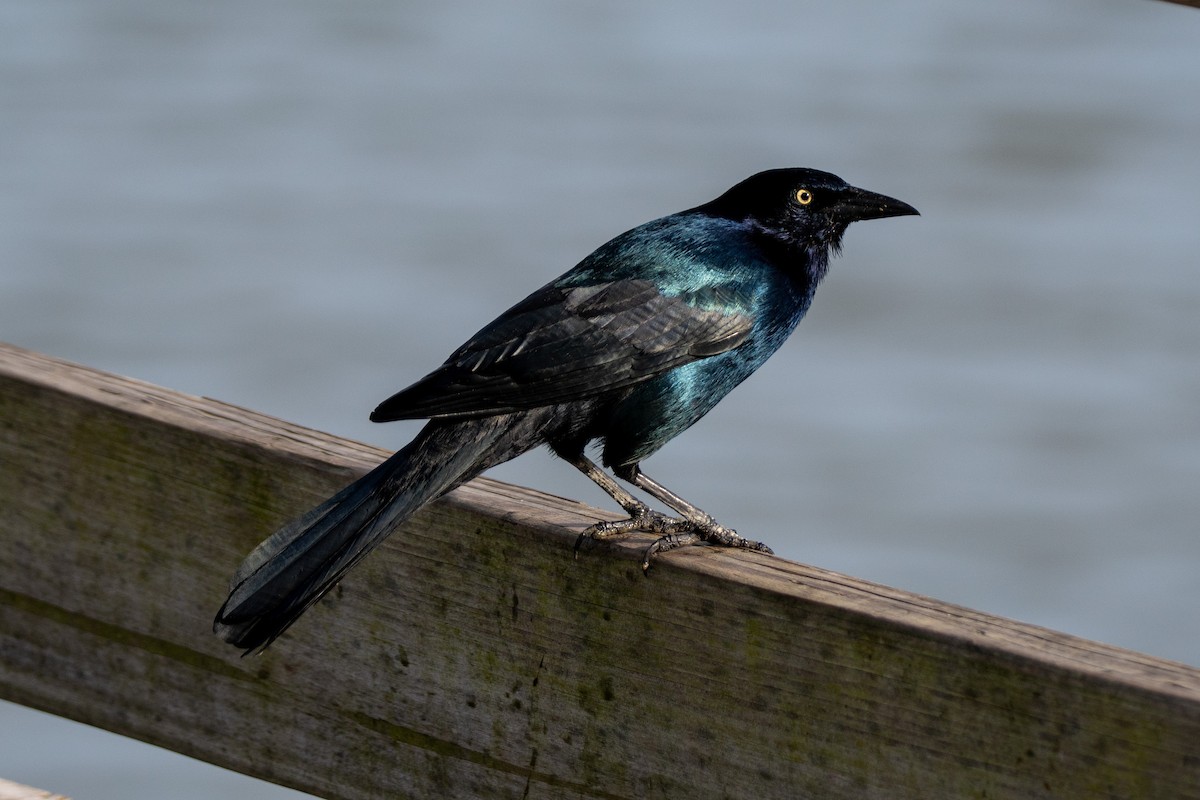 Boat-tailed Grackle - ML643331407