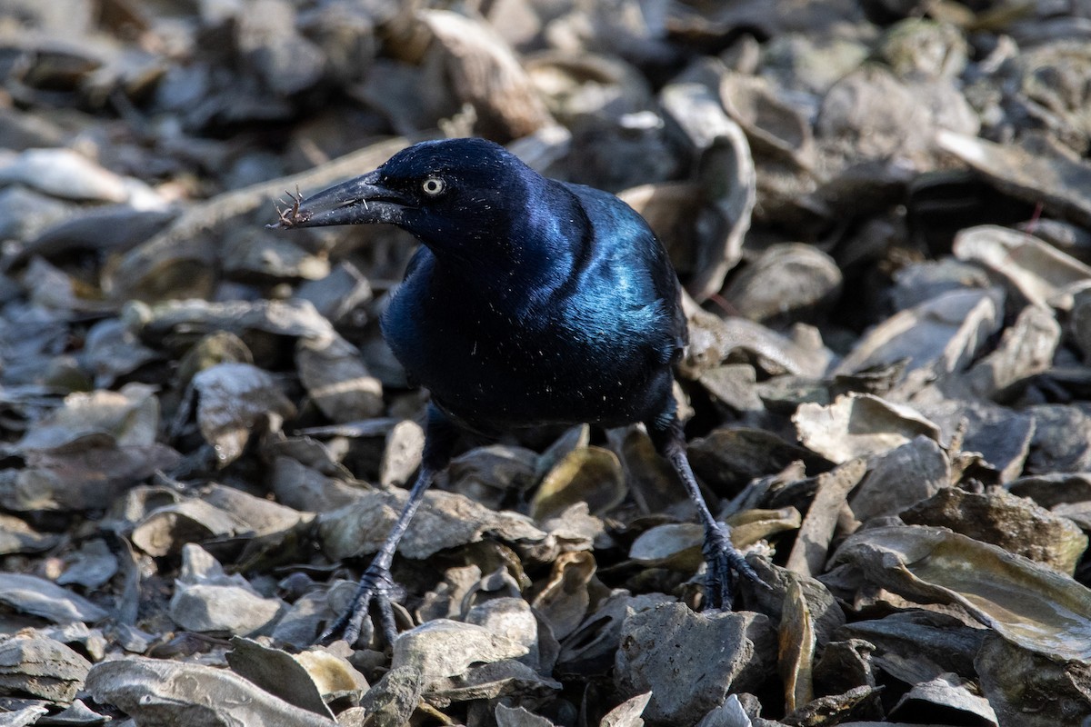Boat-tailed Grackle - ML643331408