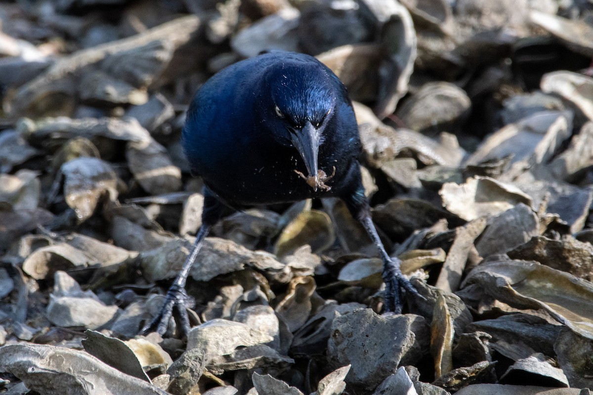 Boat-tailed Grackle - ML643331409