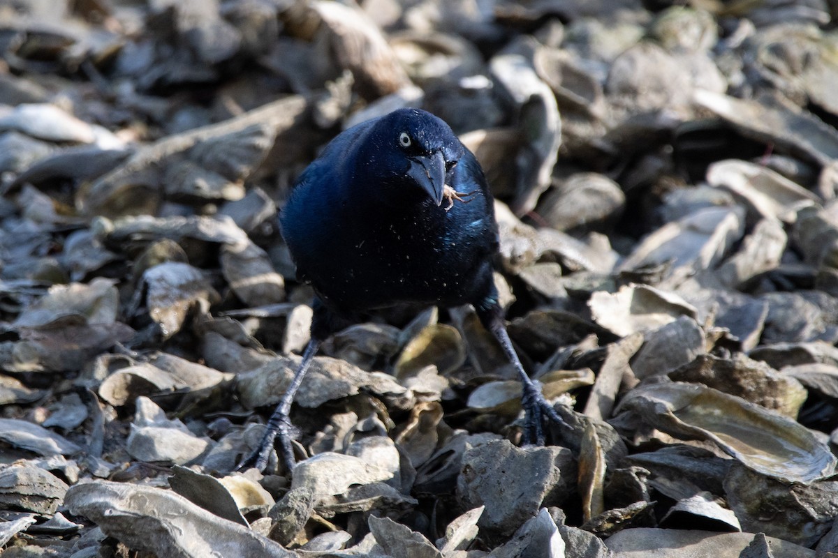 Boat-tailed Grackle - ML643331410