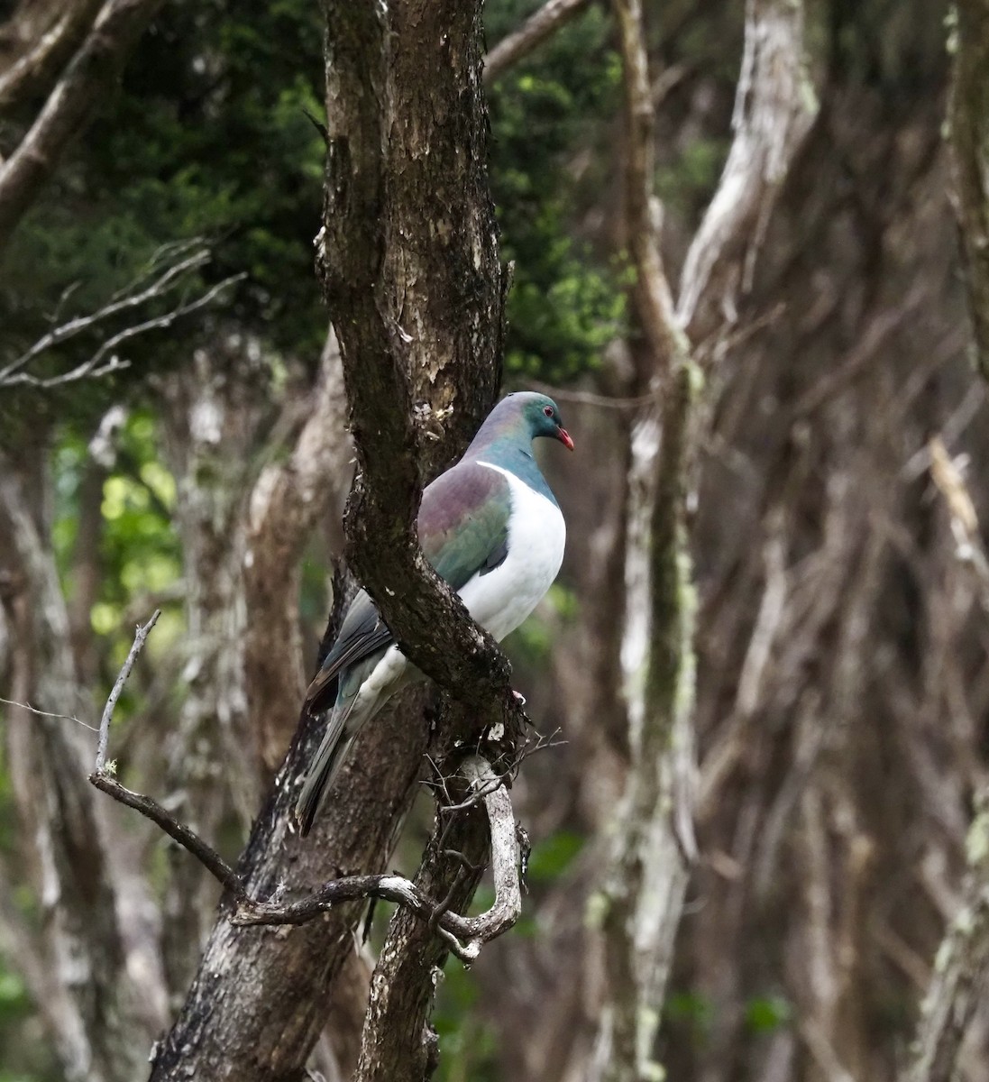 New Zealand Pigeon - ML643331411