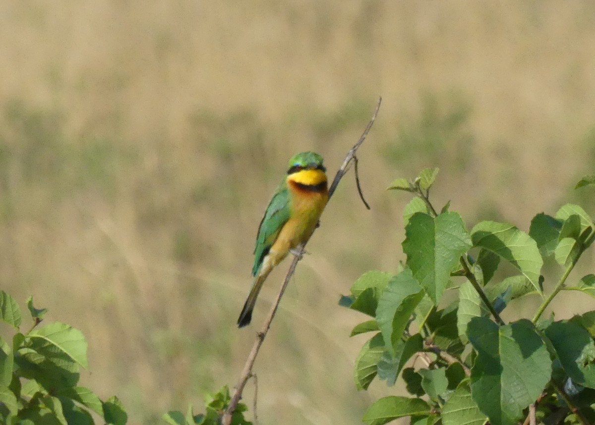 Little Bee-eater - ML643331414