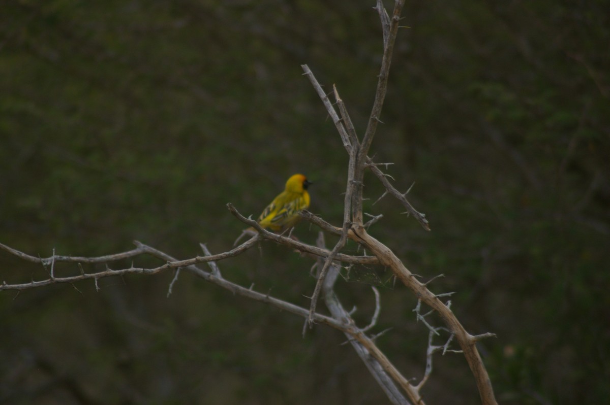 Southern Masked-Weaver - ML643331421