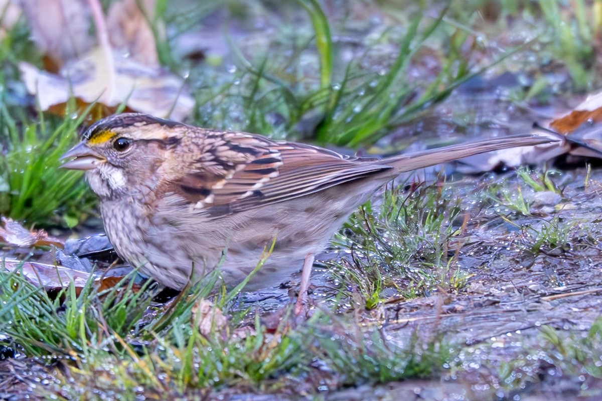 White-throated Sparrow - ML643331424