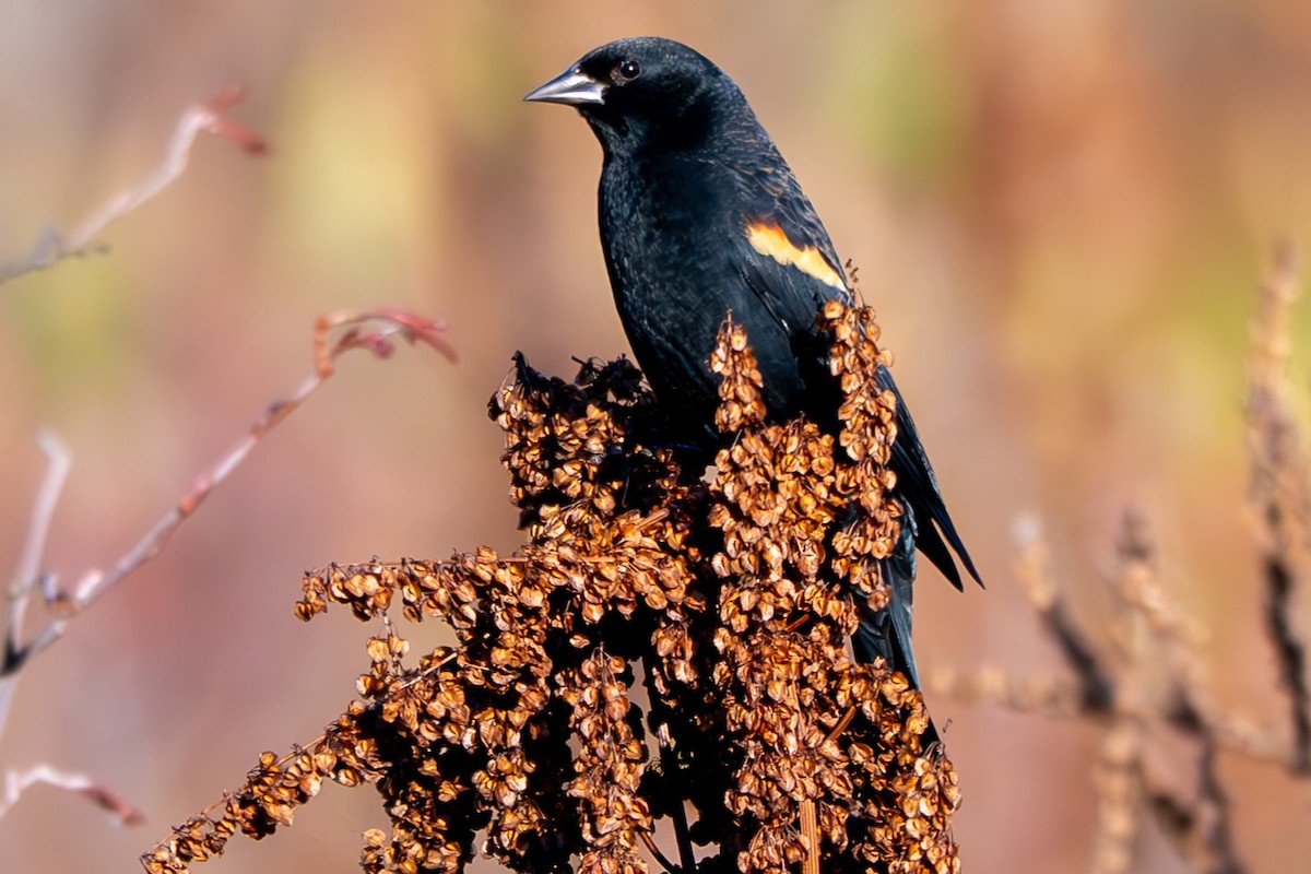 Red-winged Blackbird - ML643331435