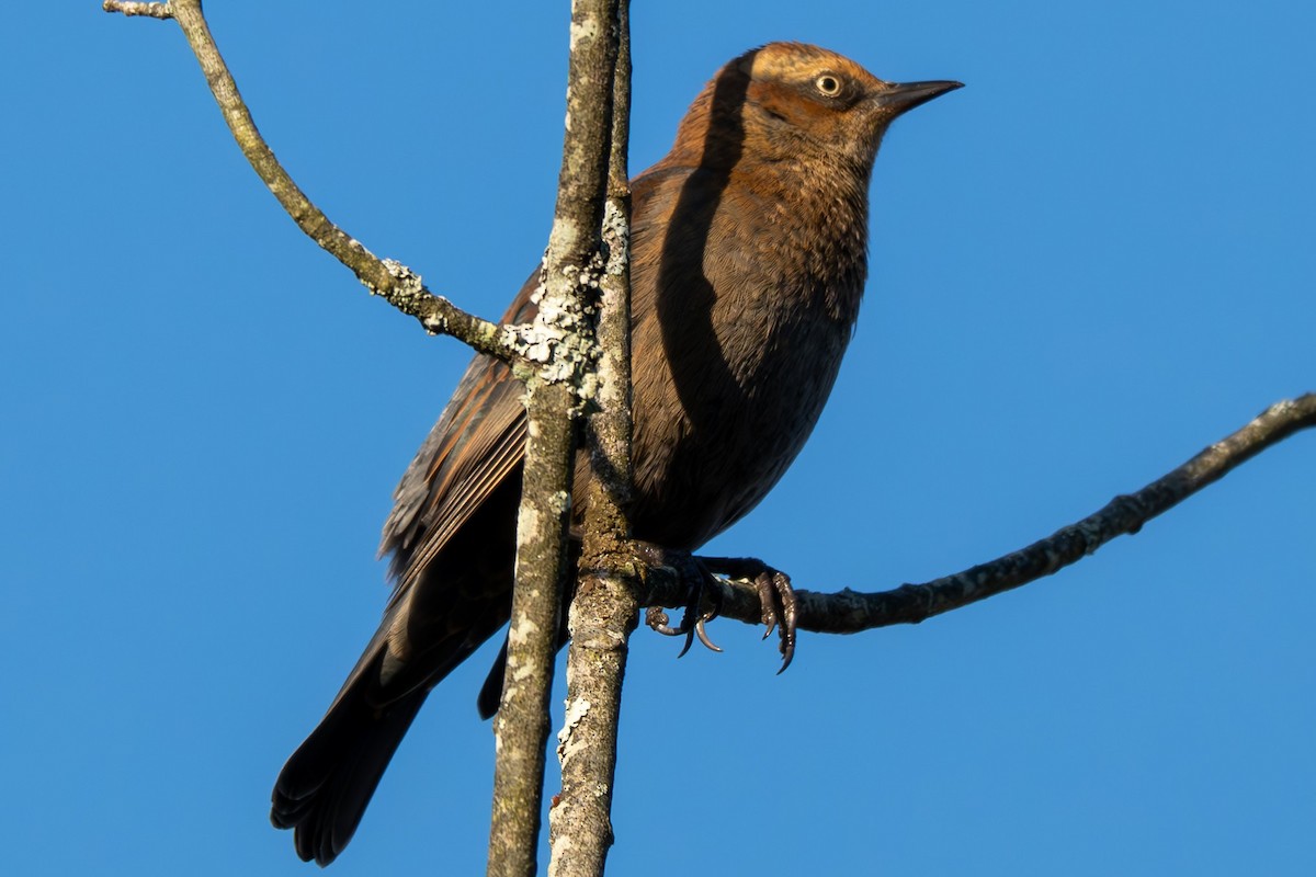 Rusty Blackbird - ML643331442