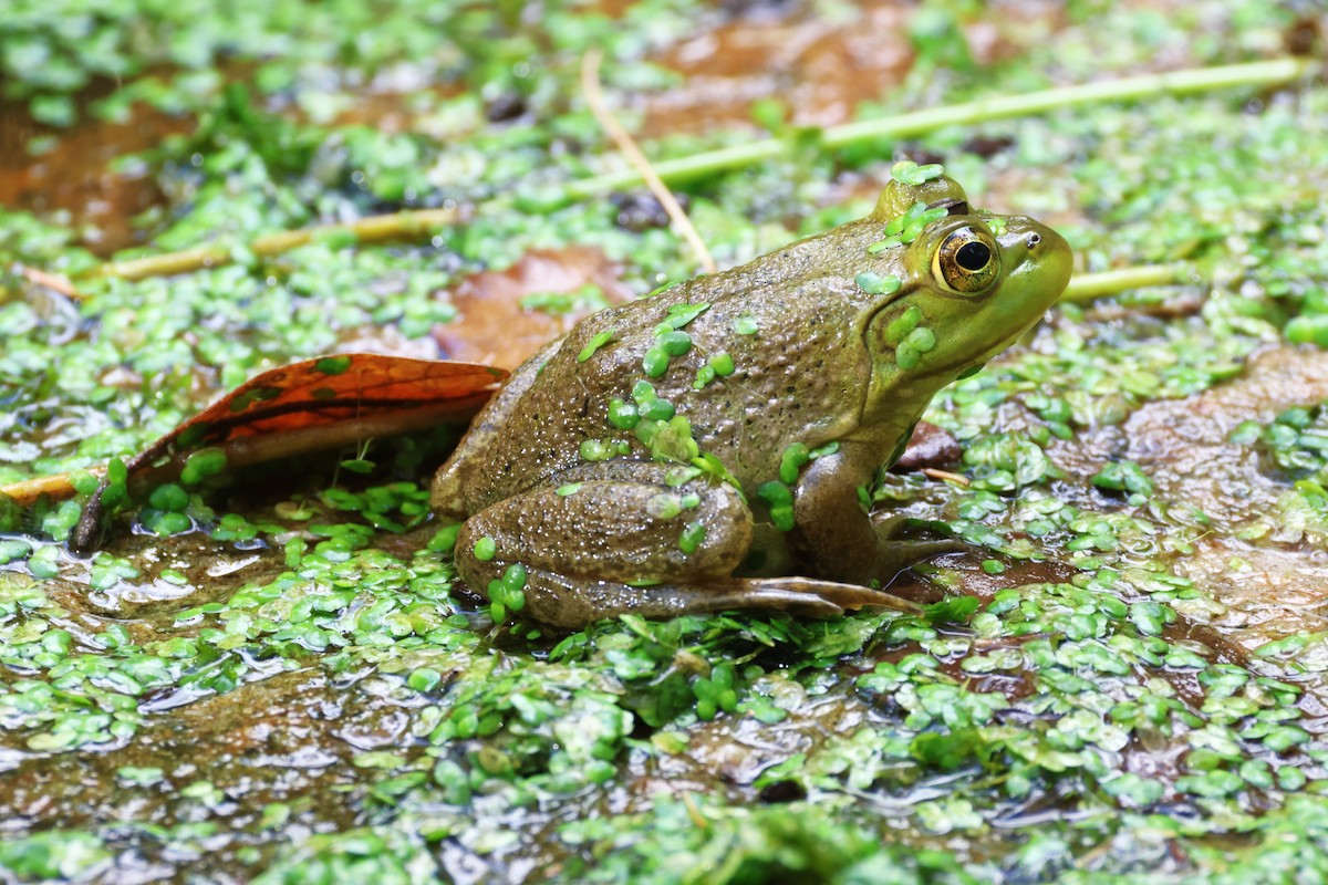 American Bullfrog - ML643331448