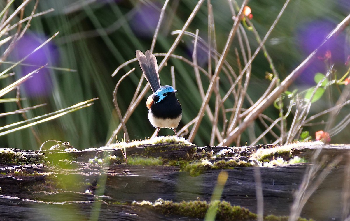 Red-winged Fairywren - ML643331471