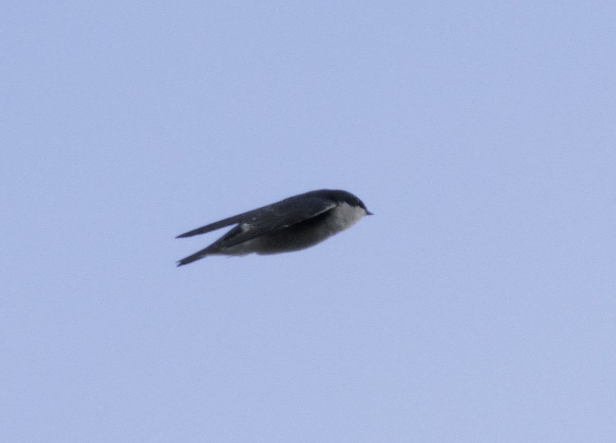 Tree Swallow - ML643331480