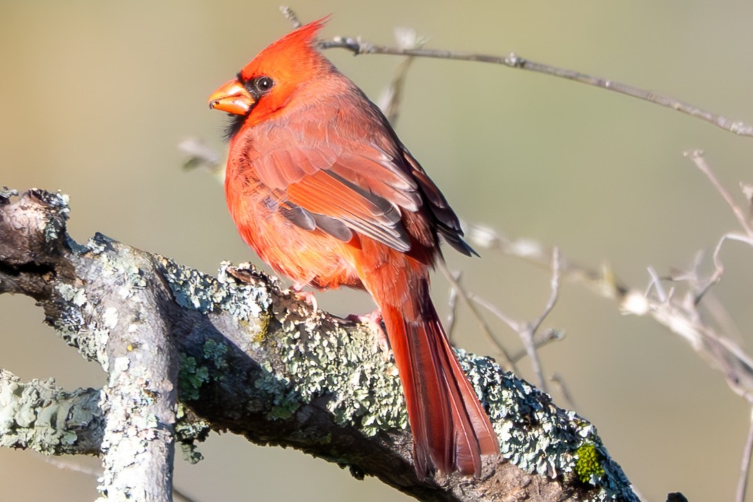 Northern Cardinal - ML643331482