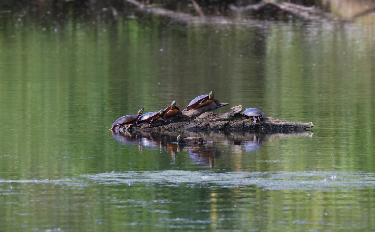 Painted Turtles - ML643331488