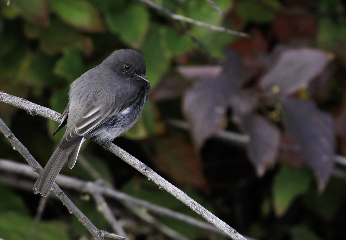 Black Phoebe - ML643331500