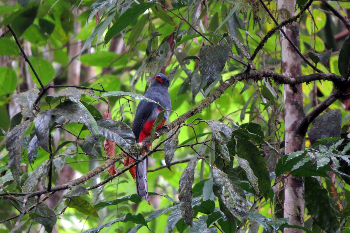 Trogon de Masséna - ML643331506
