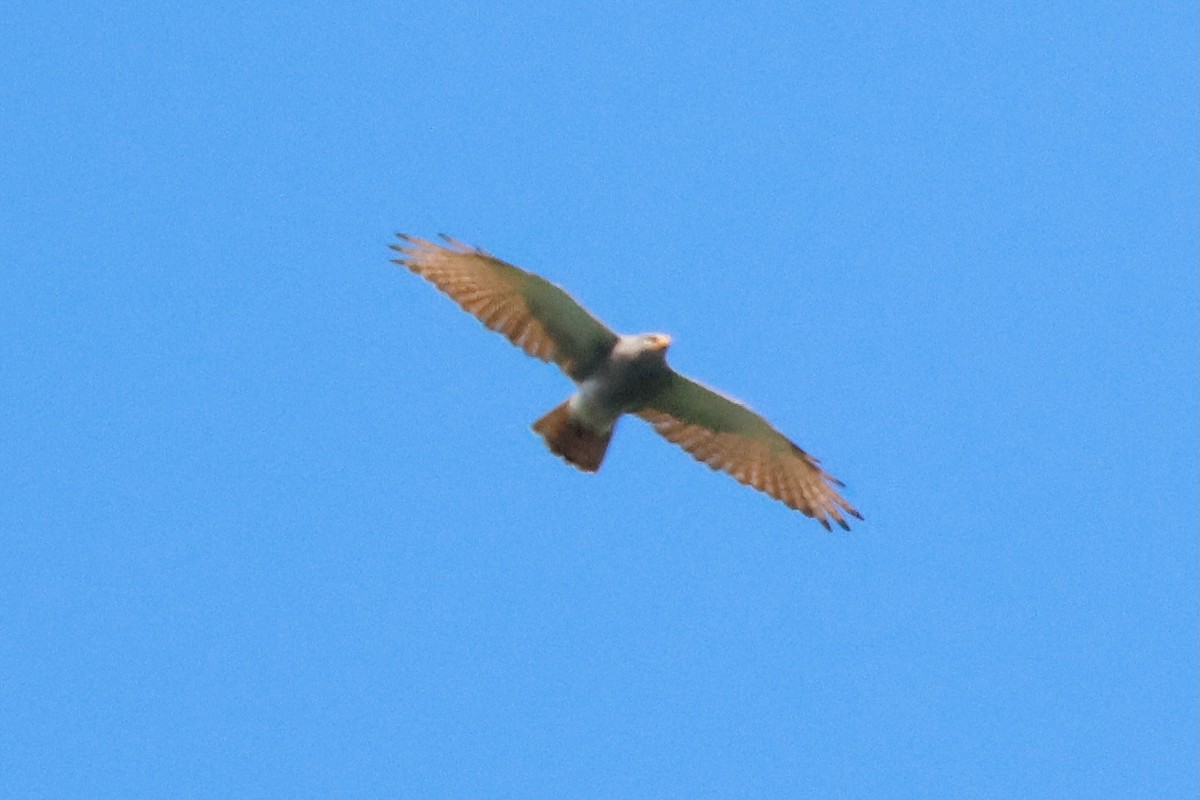 Rufous-winged Buzzard - ML643331508
