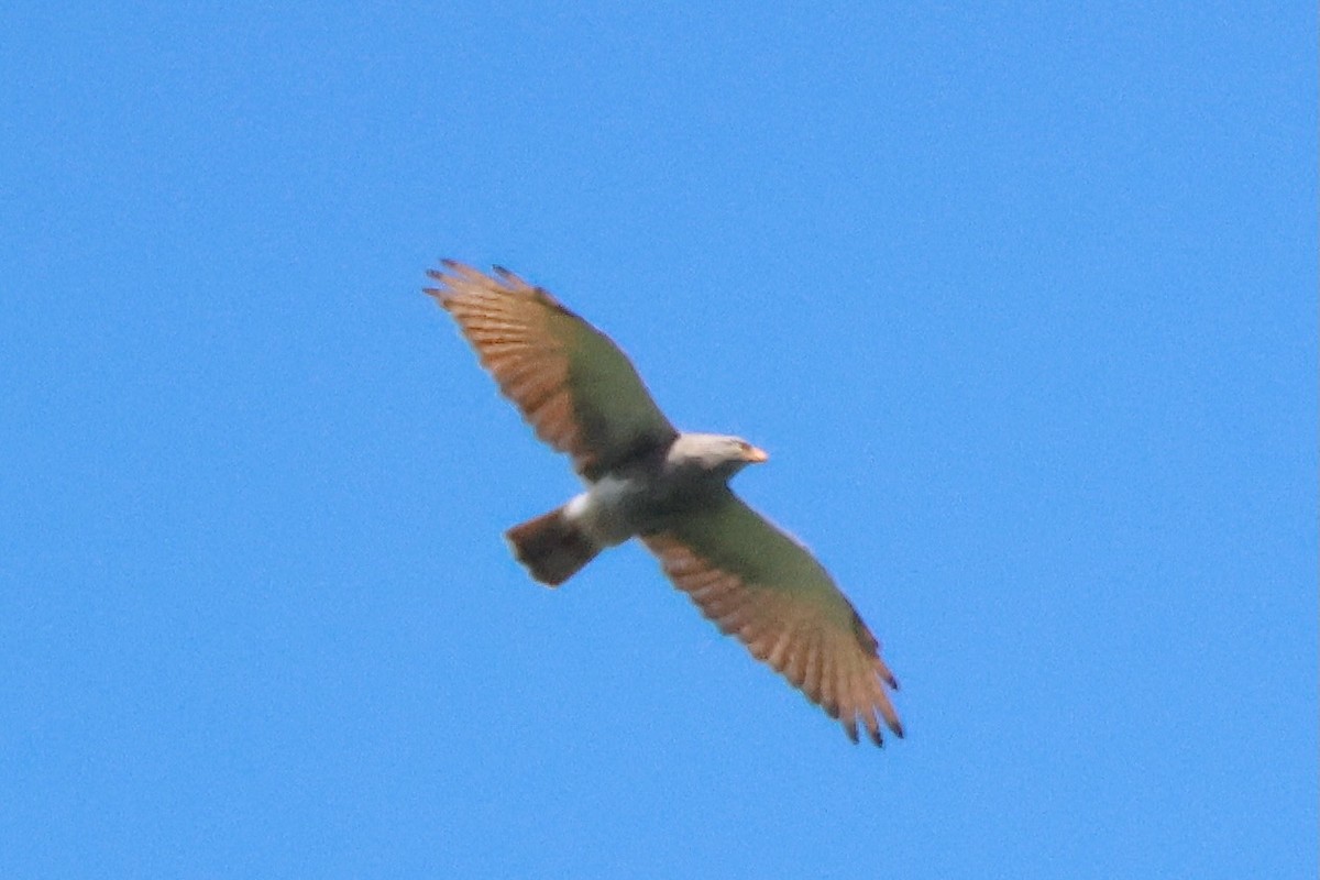 Rufous-winged Buzzard - ML643331509
