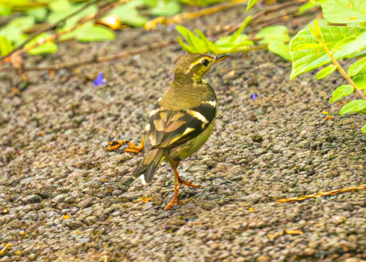 Forest Wagtail - ML643331510