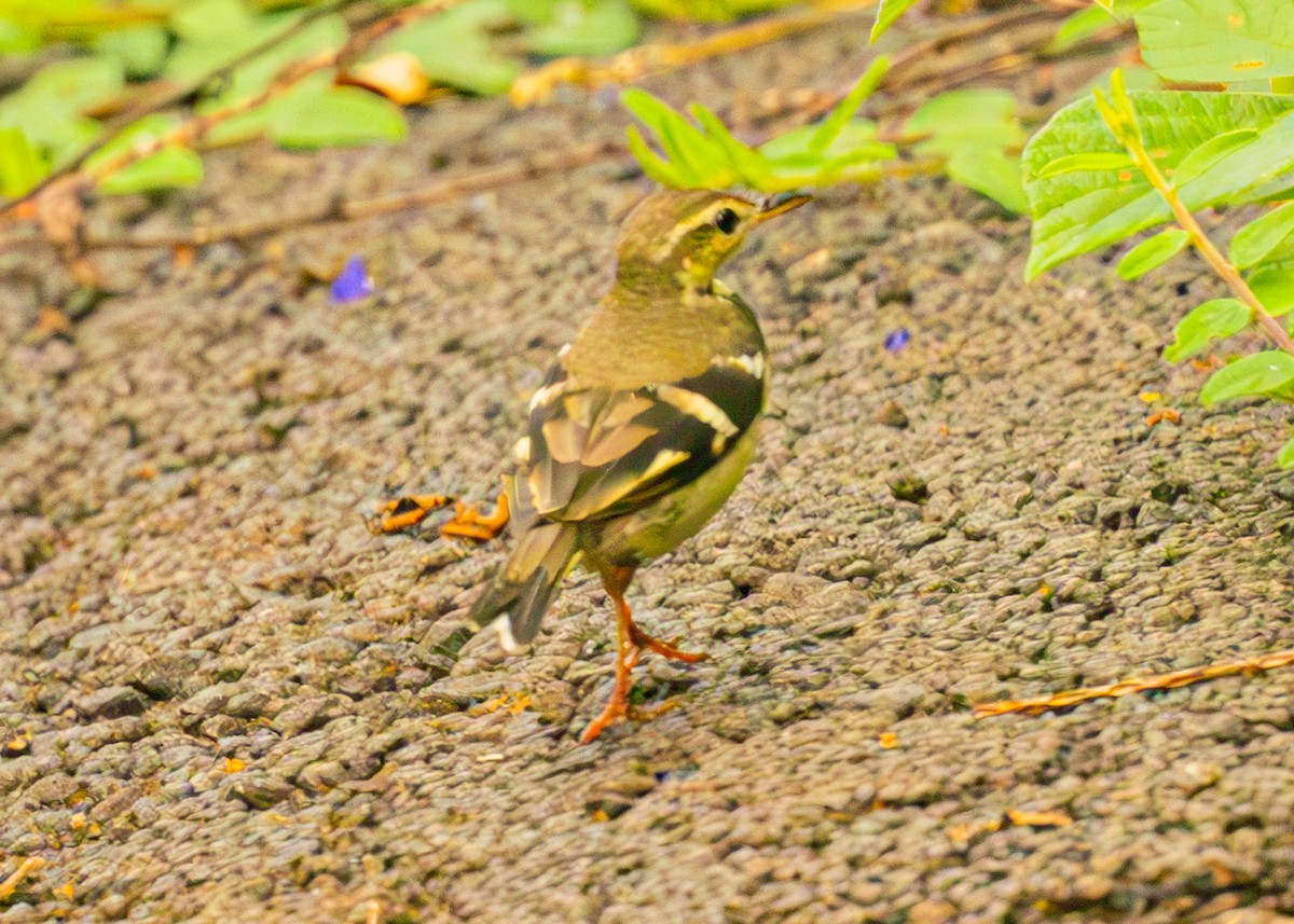 Forest Wagtail - ML643331511