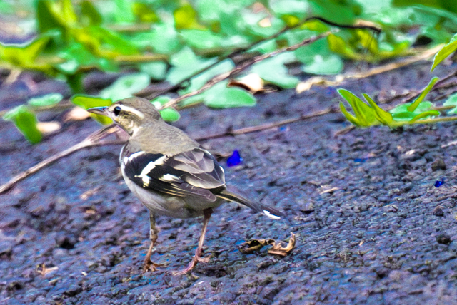 Forest Wagtail - ML643331512